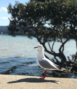 Seagull perching on a land