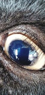 Close-up of an animal eye