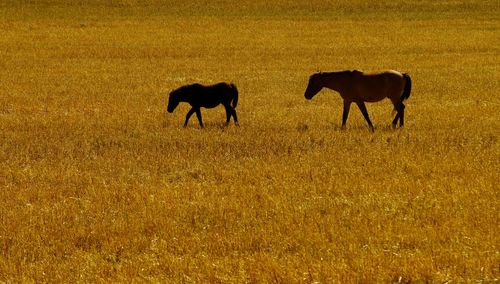 Horses grazing on field