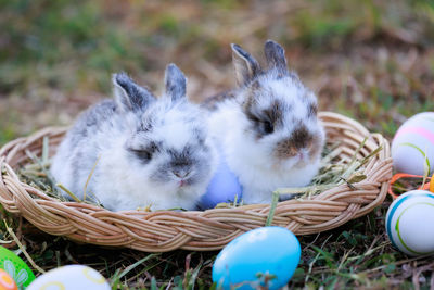 Rabbit in nest