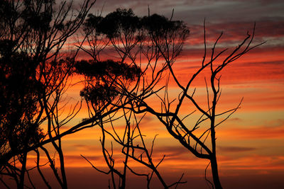 Silhouette plants against sky during sunset