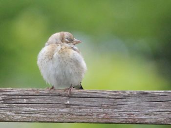 Close-up of bird perching on wooden wall