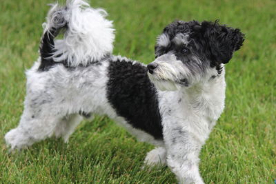 Dog looking away on field