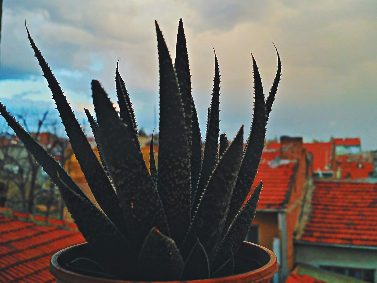 sky, cloud - sky, building exterior, built structure, architecture, cloudy, house, cloud, close-up, day, focus on foreground, outdoors, growth, no people, roof, nature, plant, sunlight, low angle view, red