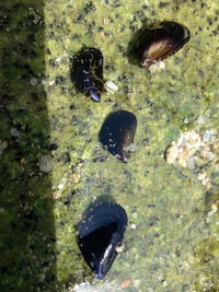 High angle view of turtle in sea