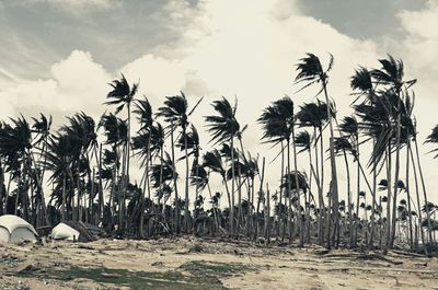Palm trees against cloudy sky