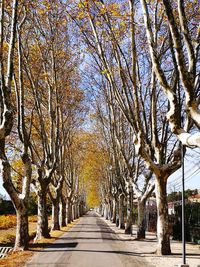 Bare trees in autumn