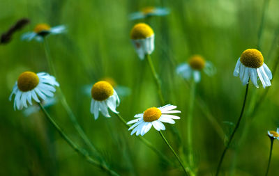 Close-up of yellow flower blooming in field