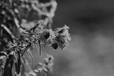 Close-up of wilted plant