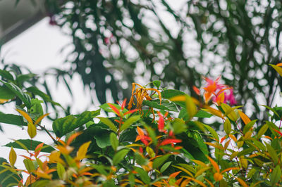 plant