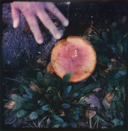 Close-up of mushroom growing on field