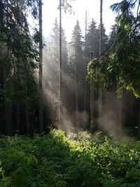 Trees growing in park