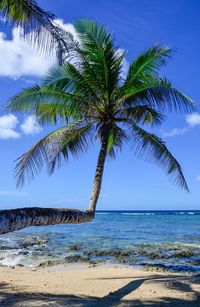 Palm tree by sea against sky