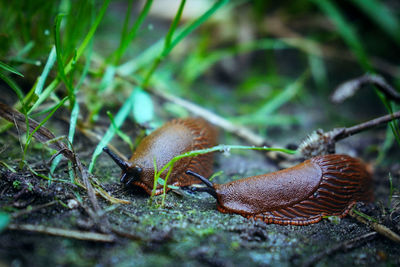 Close-up of snails on land