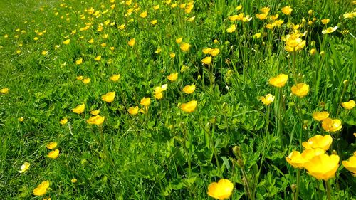 Close-up of yellow daisy flowers in field