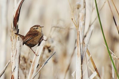 Close-up of bird perching outdoors