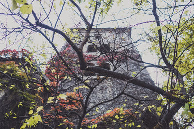 Low angle view of tree against sky