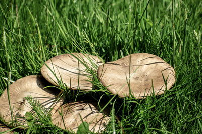 Close-up of mushroom growing on field