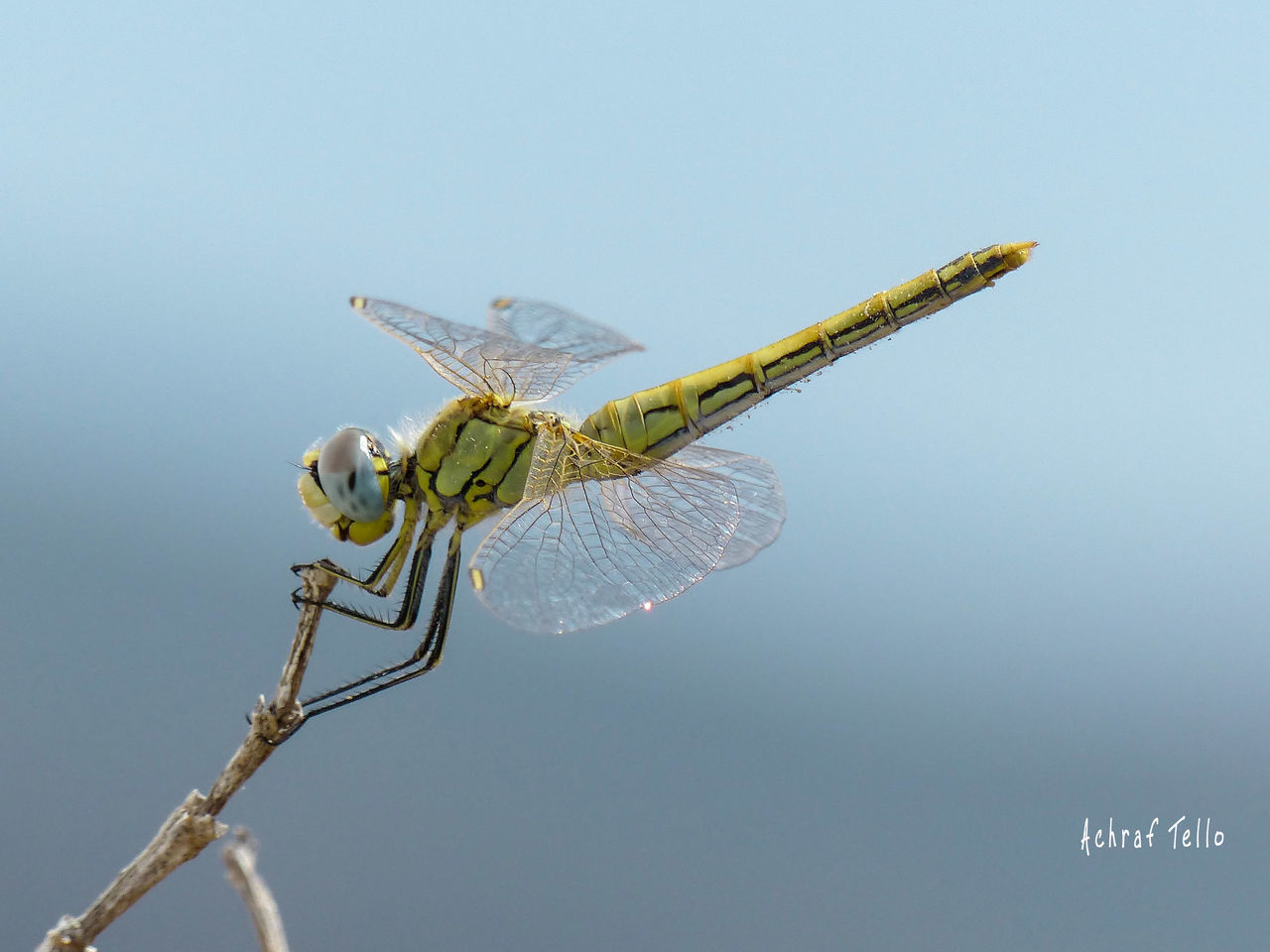 insect, animal themes, one animal, animals in the wild, day, nature, outdoors, no people, close-up, animal wildlife, damselfly, perching