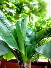 Close-up of green leaves on plant