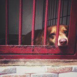 Portrait of dog in cage