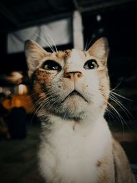 Close-up portrait of a cat