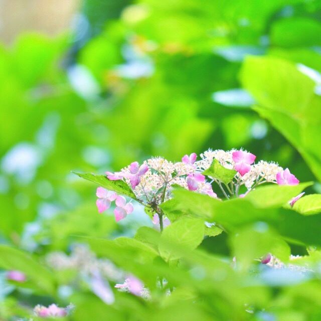 flower, growth, freshness, fragility, beauty in nature, leaf, green color, plant, purple, nature, petal, focus on foreground, pink color, close-up, blooming, selective focus, flower head, outdoors, park - man made space, day