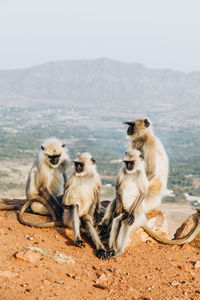 Monkeys on landscape against sky