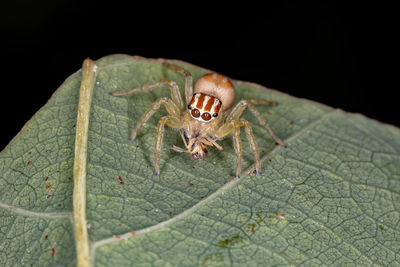 Close-up of spider