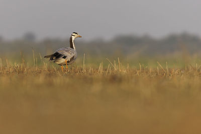 Side view of a bird on land