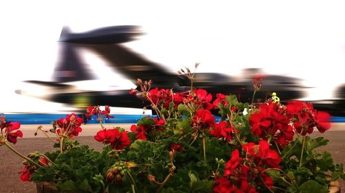 Close-up of red flowers