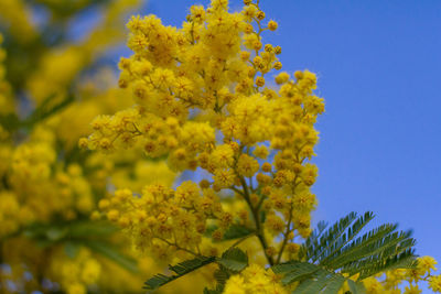 Mimosa tree or acacia pycnantha, golden wattle,yellow flowering in the on blue sky background.