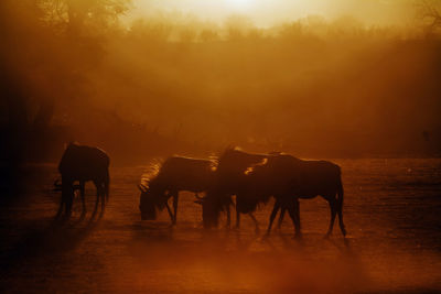 Horses on field