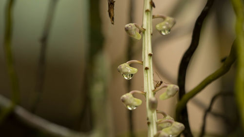 Close-up of flowering plant