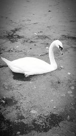 High angle view of swan in water