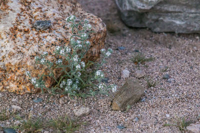 Close-up of lizard on rock