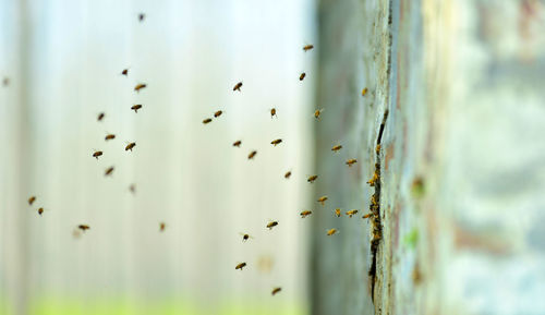 Bees flying by wall