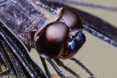 Close-up of fly