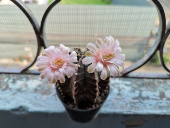 Close-up of pink flower in pot