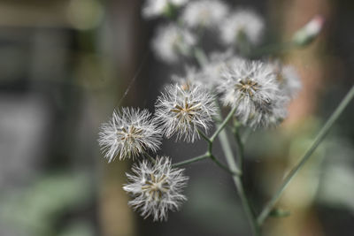 Close-up of dandelion against blurred background