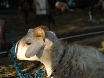 Close-up of cow