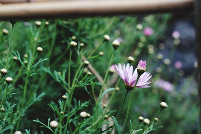 Close-up of purple crocus flowers on field