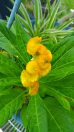 Close-up of insect on yellow flower