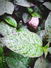 Close-up of water drops on leaves