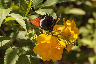 Close-up of butterfly pollinating on yellow flower