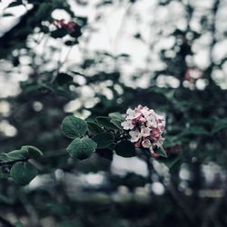 Close-up of pink cherry blossoms on tree