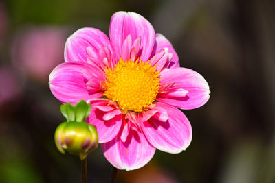 Close-up of pink flower