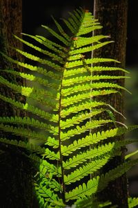 Plants growing on a tree