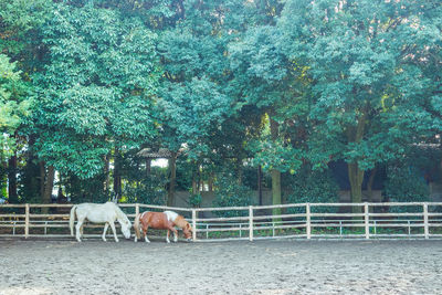 Horses on trees