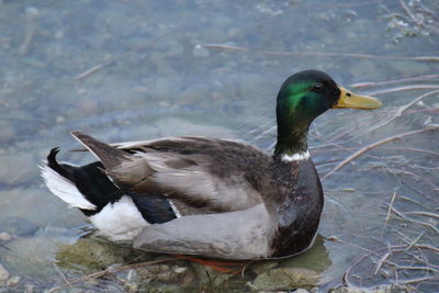 Close-up of mallard duck
